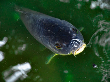 Close-up of fish swimming in sea