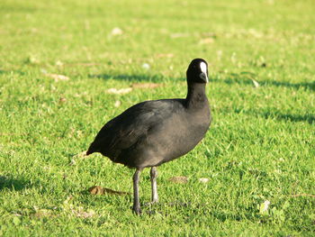 Close-up of bird perching on field