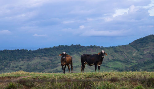 Horses in a field