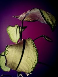 Close-up of flower against colored background