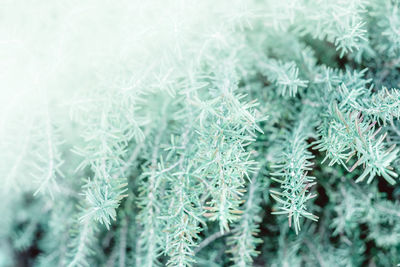 Full frame shot of frozen plants