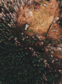 High angle view of trees and buildings