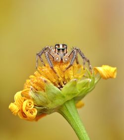 Close-up of spider on yellow flower