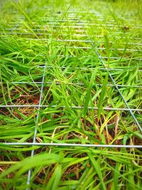 Close-up of grass growing on grassy field