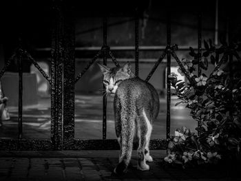 Rear view of woman standing by fence