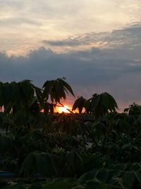Close-up of plants growing on land against sky during sunset