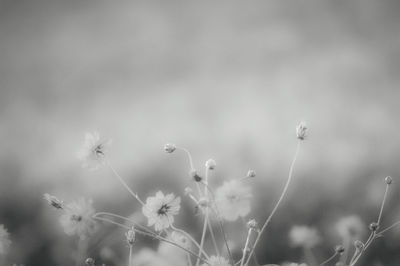 Close-up of flowering plant on field