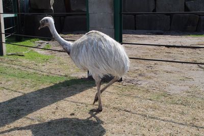 Side view of a bird