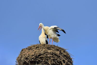 Low angle view of storks in nest against clear blue sky