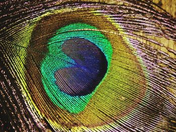 Close-up of peacock feathers