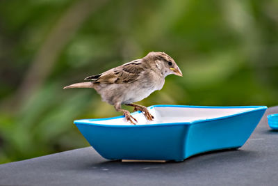 Isolated image of a female sparrow on water bowl on wall with clear green background.