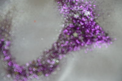 Close-up of pink flowers