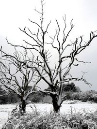 Bare tree on landscape against clear sky