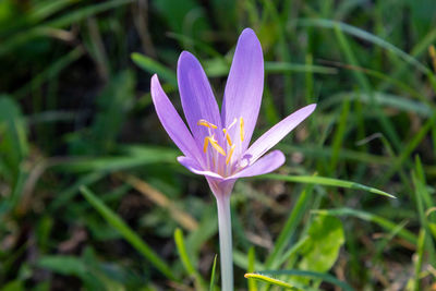 Close-up of purple crocus flower