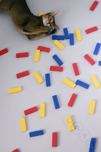 High angle view of cat relaxing by toy blocks on table