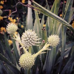 Close-up of flowers blooming outdoors