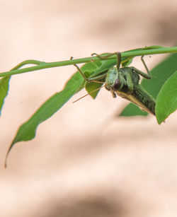 Close-up of insect on leaf