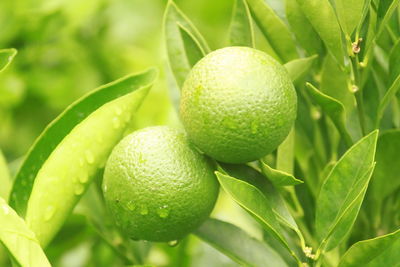 Close-up of fruits on tree