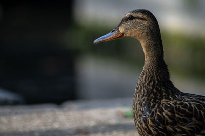 Close-up of a duck