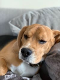 Close-up of dog relaxing at home