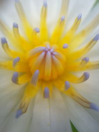 Close-up of yellow flower