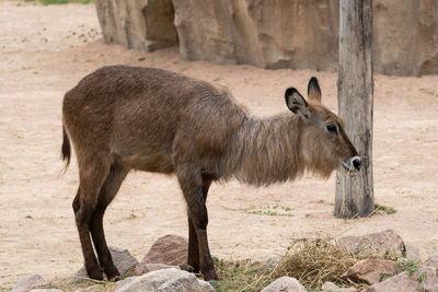 Sheep standing in a field
