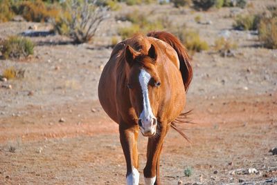 Horse standing on field