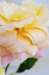 Close-up of wet yellow rose flower