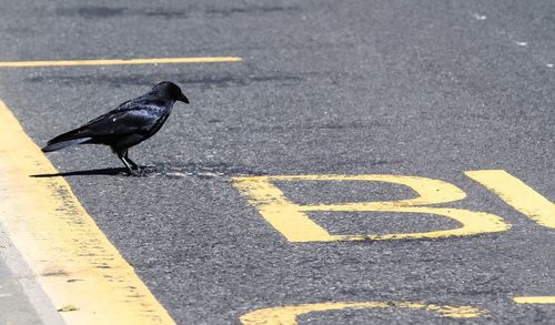 Raven on road during sunny day