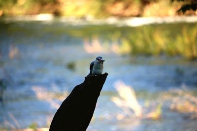 Close-up of bird perching on lake