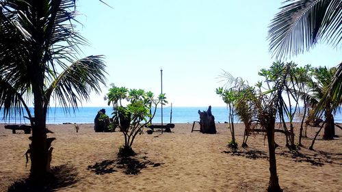 Palm trees on beach