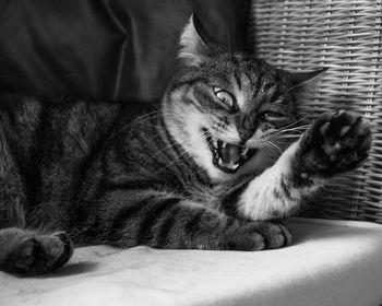 Portrait of cat lying on sofa