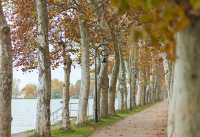 Panoramic shot of trees in forest