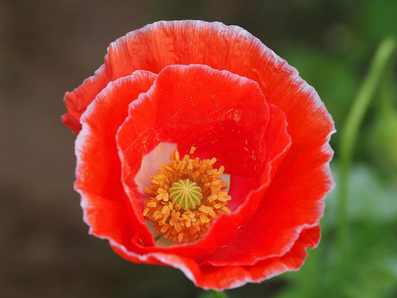 CLOSE-UP OF RED POPPY HIBISCUS BLOOMING OUTDOORS
