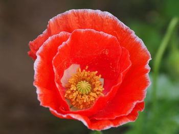 Close-up of red hibiscus blooming outdoors