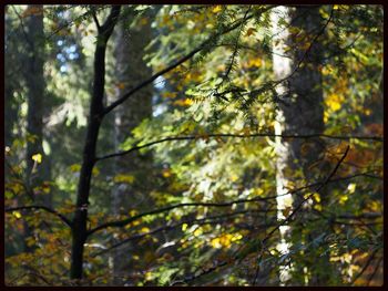 Low angle view of trees in forest