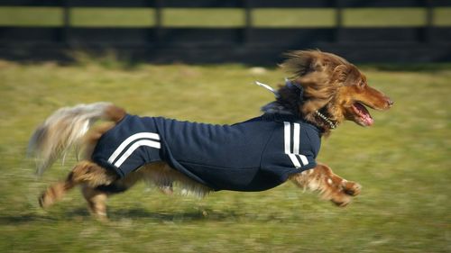 Side view of dog on field