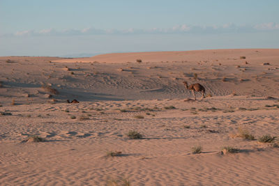 View of a desert