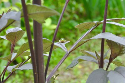 Close-up of bird on plant