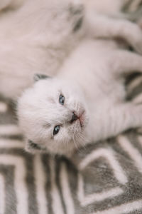 Close-up portrait of a cat