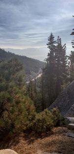 Scenic view of forest against sky