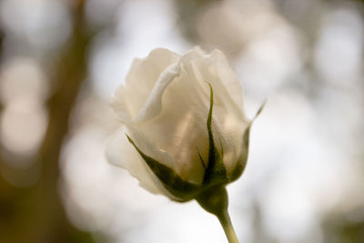 Close-up of flower blooming outdoors