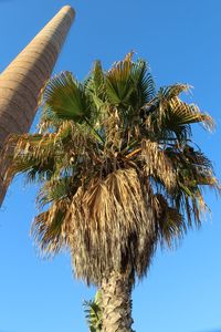 Low angle view of coconut palm tree against blue sky