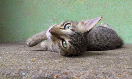 Portrait of cat resting against wall