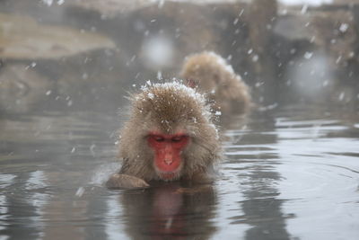 Monkey in a lake