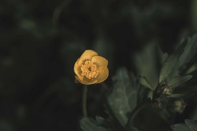 Close-up of yellow flowering plant