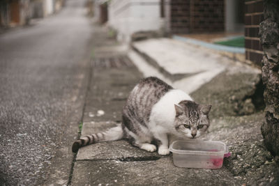 Pictures of relaxed stray cats living on the remote island of miyakojima, okinawa, japan.