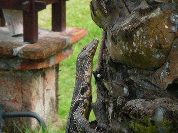 Close-up of varan perching on tree trunk