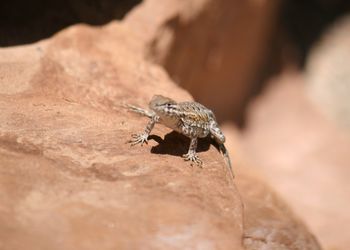 Close-up of lizard