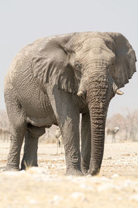 View of elephant in zoo